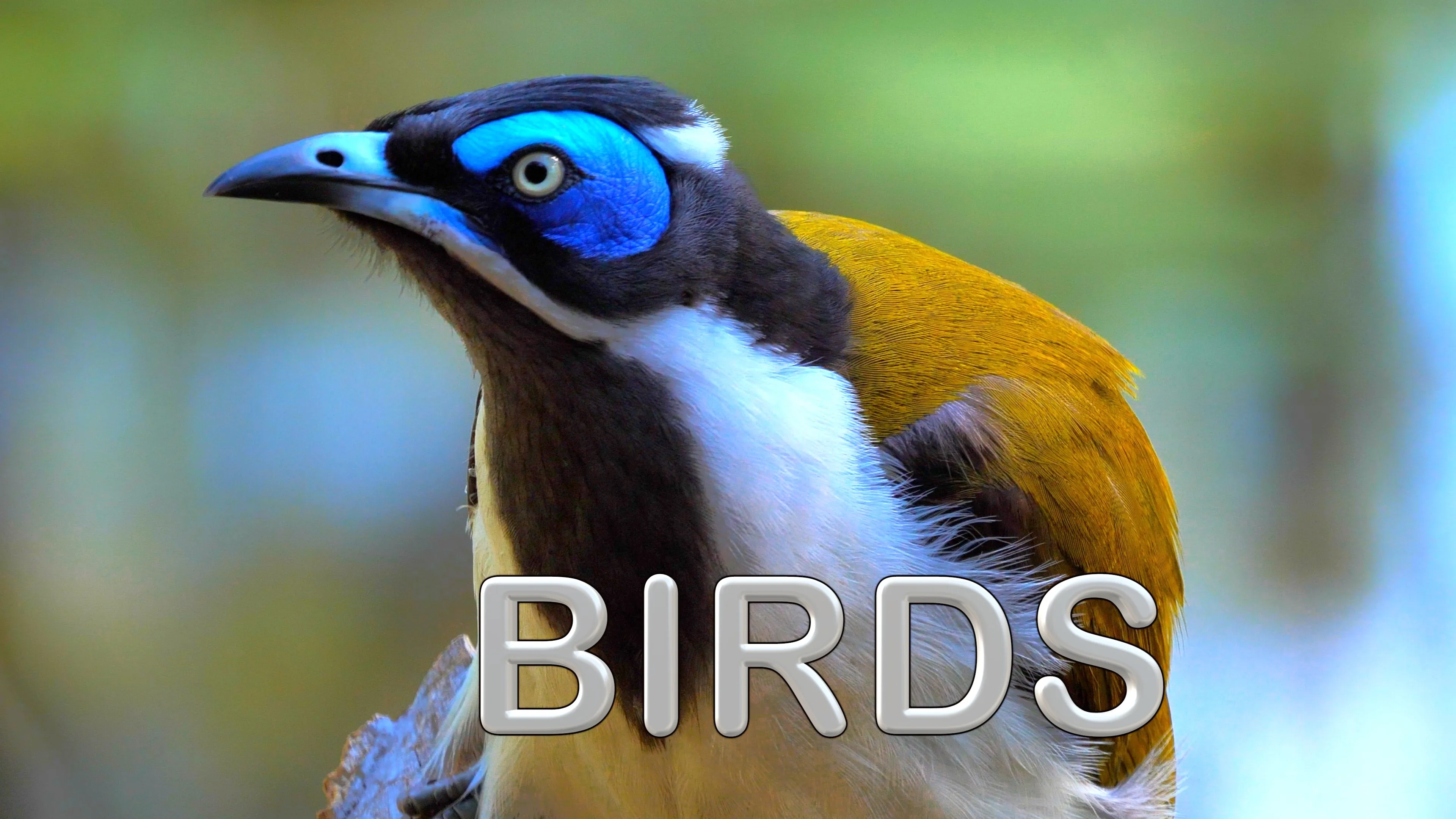 Birds poster